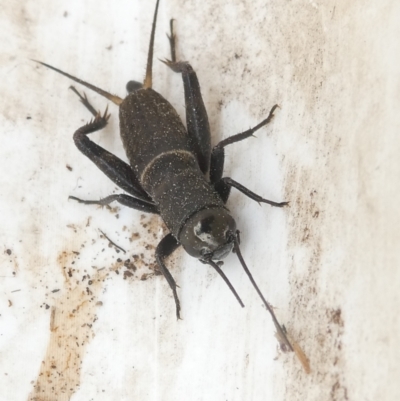 Teleogryllus commodus (Black Field Cricket) at Belconnen, ACT - 25 Jan 2024 by JohnGiacon