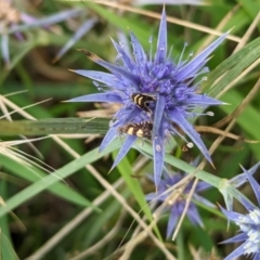 Eryngium ovinum (Blue Devil) at The Pinnacle - 24 Jan 2024 by CattleDog