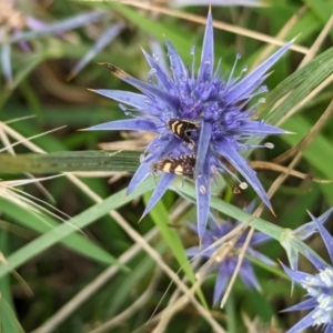 Eryngium ovinum at The Pinnacle - 25 Jan 2024 09:57 AM