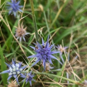 Eryngium ovinum at The Pinnacle - 25 Jan 2024 09:57 AM