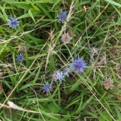 Eryngium ovinum at The Pinnacle - 25 Jan 2024 09:57 AM