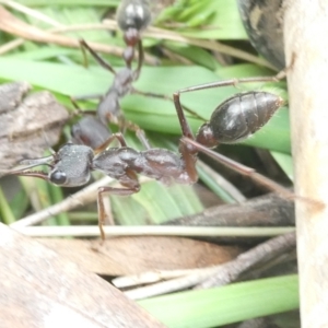 Myrmecia pyriformis at Emu Creek Belconnen (ECB) - 25 Jan 2024 01:53 PM