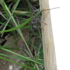 Myrmecia pyriformis at Emu Creek Belconnen (ECB) - 25 Jan 2024 01:53 PM