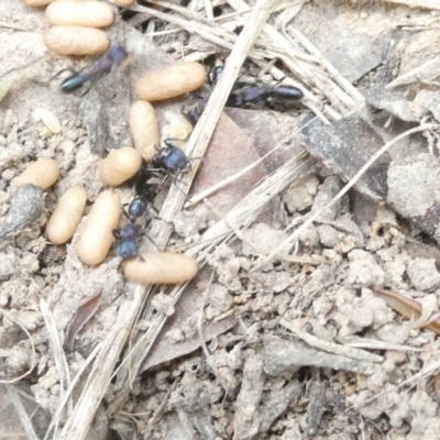 Rhytidoponera metallica (Greenhead ant) at Belconnen, ACT - 25 Jan 2024 by JohnGiacon