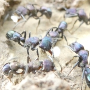 Rhytidoponera metallica at Emu Creek Belconnen (ECB) - 25 Jan 2024