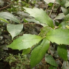 Helicia glabriflora (Smooth Helicia) at Jamberoo, NSW - 25 Jan 2024 by plants