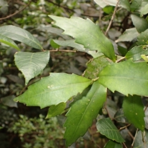 Helicia glabriflora at Budderoo National Park - suppressed