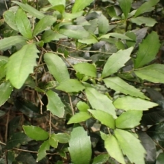 Helicia glabriflora at Budderoo National Park - suppressed