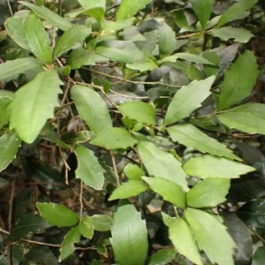 Helicia glabriflora at Budderoo National Park - suppressed