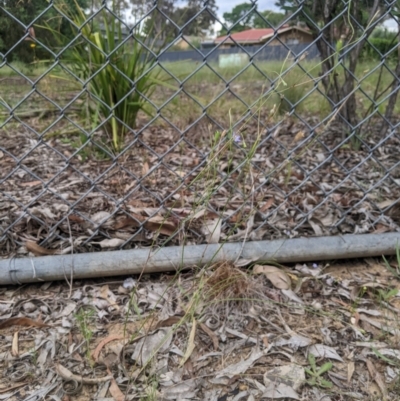 Wahlenbergia multicaulis (Tadgell's Bluebell) at Higgins, ACT - 25 Jan 2024 by MattM