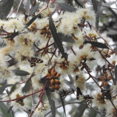 Amata (genus) (Handmaiden Moth) at ANBG - 24 Jan 2024 by HelenCross