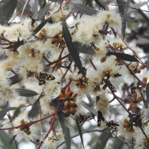 Amata (genus) at ANBG - 24 Jan 2024