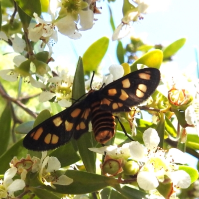 Amata (genus) (Handmaiden Moth) at Acton, ACT - 23 Jan 2024 by HelenCross