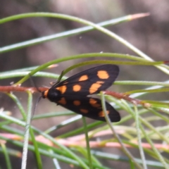 Amata (genus) at ANBG - 23 Jan 2024