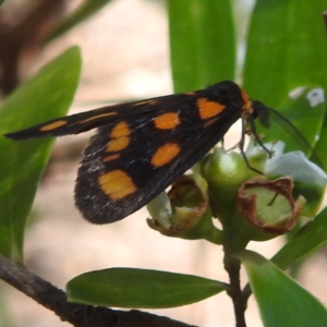 Amata (genus) at ANBG - 23 Jan 2024