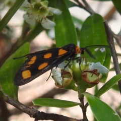 Amata (genus) at ANBG - 23 Jan 2024