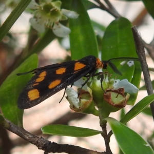 Amata (genus) at ANBG - 23 Jan 2024