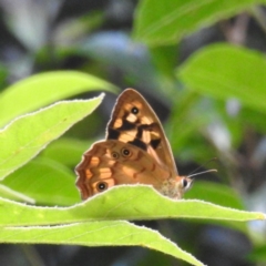 Heteronympha paradelpha (Spotted Brown) at Acton, ACT - 23 Jan 2024 by HelenCross