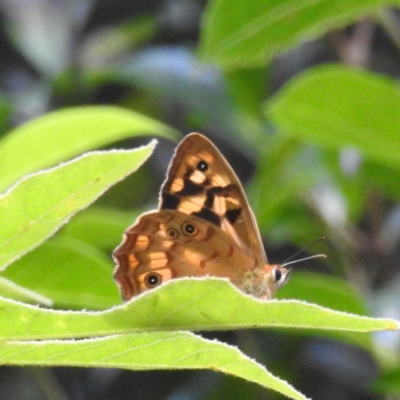 Heteronympha paradelpha (Spotted Brown) at Acton, ACT - 23 Jan 2024 by HelenCross