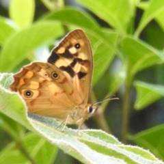 Heteronympha paradelpha at ANBG - 23 Jan 2024 02:40 PM