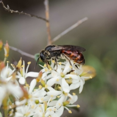 Lasioglossum sp. (genus) (Furrow Bee) at Lower Cotter Catchment - 24 Jan 2024 by DPRees125