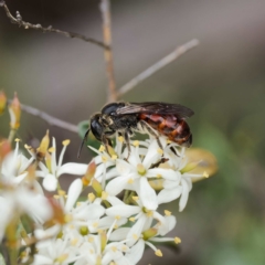 Lasioglossum sp. (genus) (Furrow Bee) at Uriarra Village, ACT - 24 Jan 2024 by DPRees125