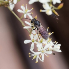 Lasioglossum sp. (genus) at Lower Cotter Catchment - 24 Jan 2024 01:15 PM