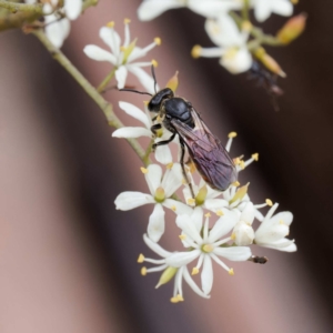 Lasioglossum sp. (genus) at Lower Cotter Catchment - 24 Jan 2024 01:15 PM