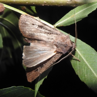 Agrotis infusa (Bogong Moth, Common Cutworm) at Kambah, ACT - 23 Jan 2024 by HelenCross