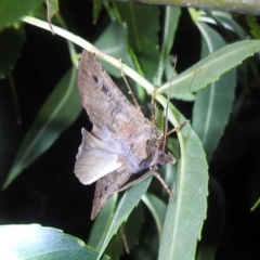 Agrotis infusa at Lions Youth Haven - Westwood Farm A.C.T. - 23 Jan 2024