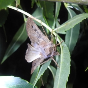 Agrotis infusa at Lions Youth Haven - Westwood Farm A.C.T. - 23 Jan 2024