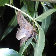 Agrotis infusa at Lions Youth Haven - Westwood Farm - 23 Jan 2024