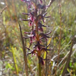 Corunastylis ostrina at Boro - 24 Jan 2024