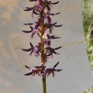 Corunastylis ostrina at Boro - 24 Jan 2024