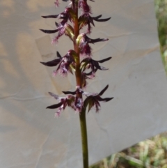 Corunastylis ostrina at Boro - 24 Jan 2024