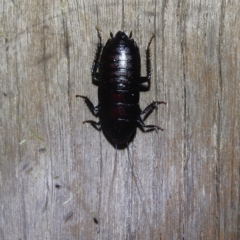 Platyzosteria melanaria (Common Eastern Litter Runner) at Kambah, ACT - 23 Jan 2024 by HelenCross