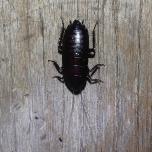 Platyzosteria melanaria at Lions Youth Haven - Westwood Farm A.C.T. - 23 Jan 2024 09:38 PM