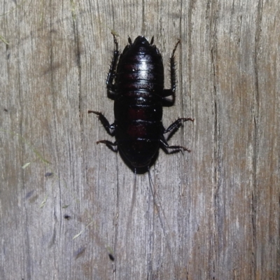 Platyzosteria melanaria (Common Eastern Litter Runner) at Kambah, ACT - 23 Jan 2024 by HelenCross