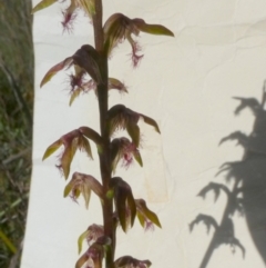 Corunastylis fimbriata (Fringed Midge Orchid) at QPRC LGA - 24 Jan 2024 by Paul4K