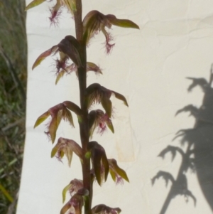 Corunastylis fimbriata at Boro - suppressed