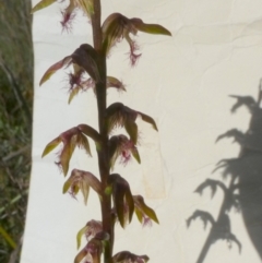 Corunastylis fimbriata (Fringed Midge Orchid) at Boro - 23 Jan 2024 by Paul4K
