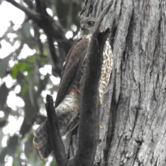 Accipiter cirrocephalus (Collared Sparrowhawk) at ANBG - 23 Jan 2024 by HelenCross