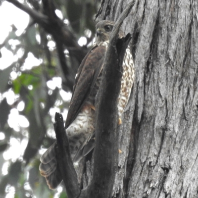 Accipiter cirrocephalus (Collared Sparrowhawk) at Acton, ACT - 23 Jan 2024 by HelenCross