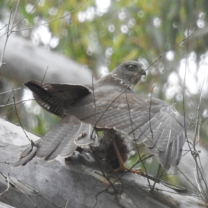 Accipiter cirrocephalus at ANBG - 24 Jan 2024