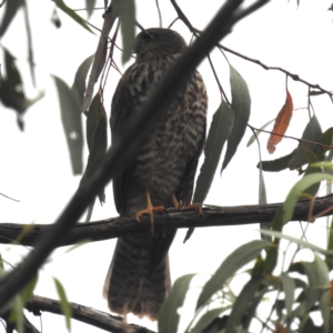 Accipiter cirrocephalus at ANBG - 24 Jan 2024