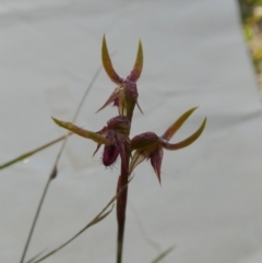 Corunastylis plumosa (Tallong Midge Orchid) at QPRC LGA - 23 Jan 2024 by Paul4K