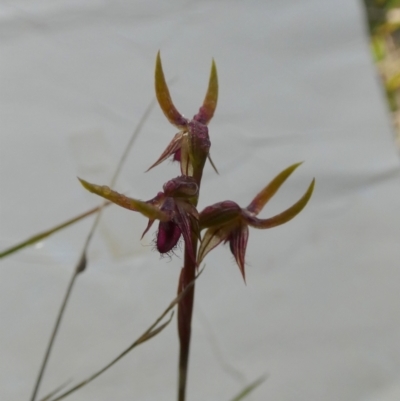 Corunastylis plumosa (Tallong Midge Orchid) at Boro - 24 Jan 2024 by Paul4K