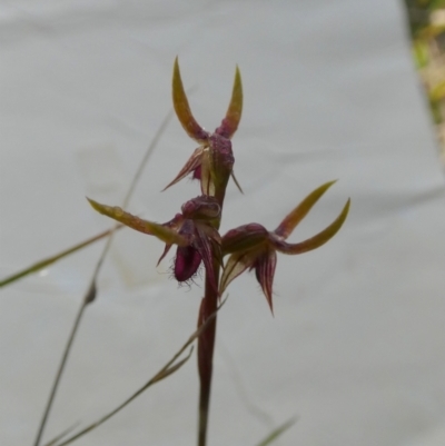 Corunastylis plumosa (Tallong Midge Orchid) at Boro - 23 Jan 2024 by Paul4K