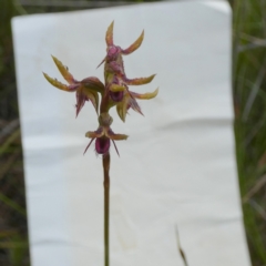 Corunastylis plumosa at QPRC LGA - suppressed