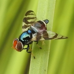 Lenophila achilles (Spider mimicking signal fly) at ANBG - 24 Jan 2024 by HelenCross